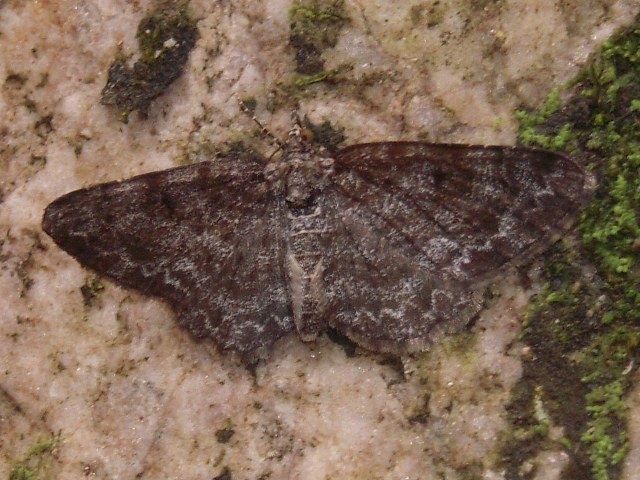 エダシャク、不明