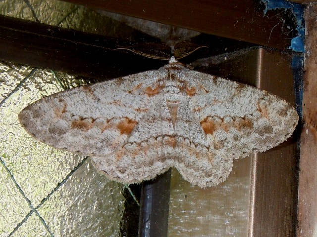 �ȥӥͥ����������㥯