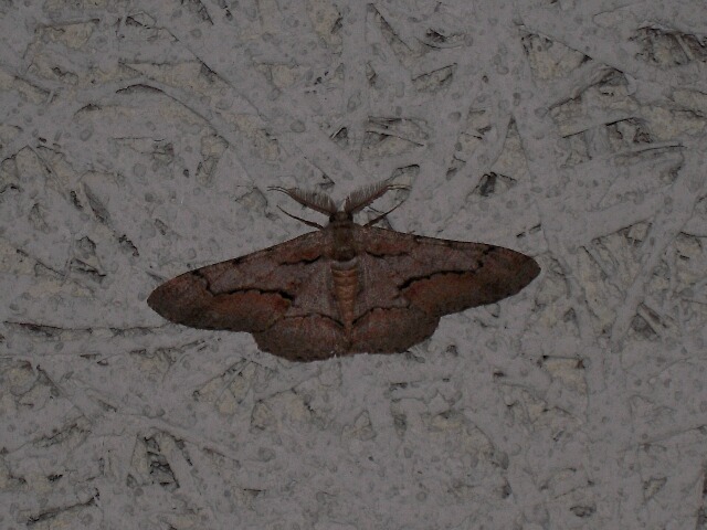 ��󥴥ĥΥ������㥯