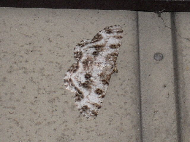 ��ĥᥨ�����㥯