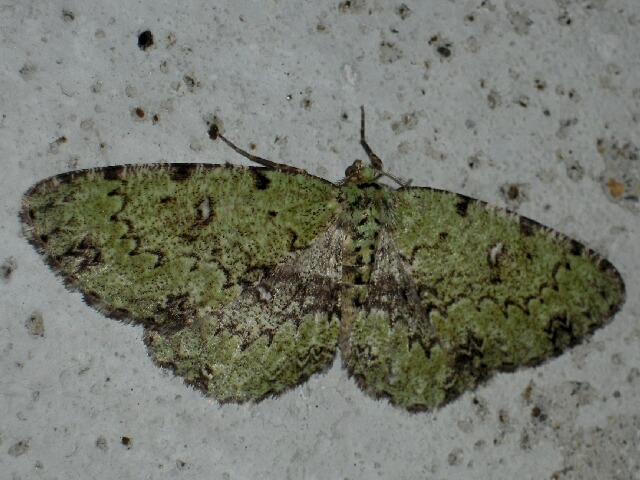 ����ĥᥨ�����㥯���᥹