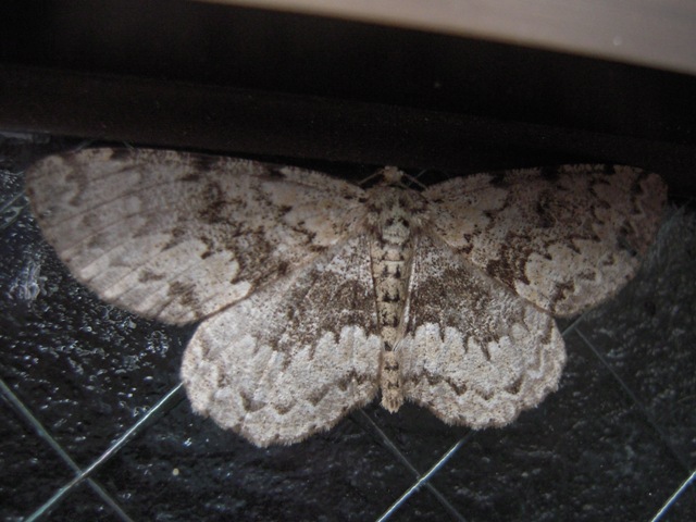 ����ĥᥨ�����㥯���᥹