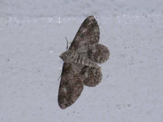 ��⥮�������㥯