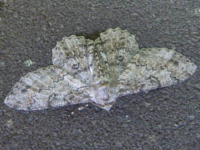 ��⥮�������㥯