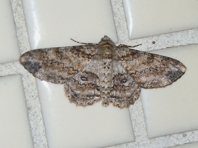 ��⥮�������㥯