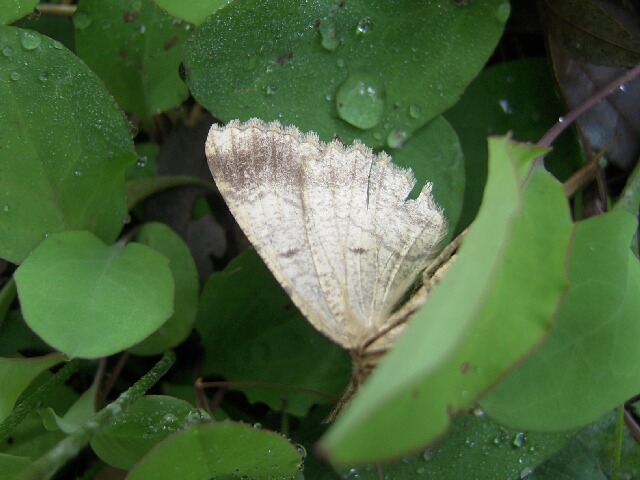 �ҥ��Х��������������㥯