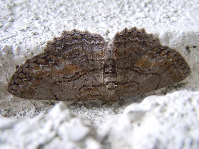 �ʥߥ����������㥯