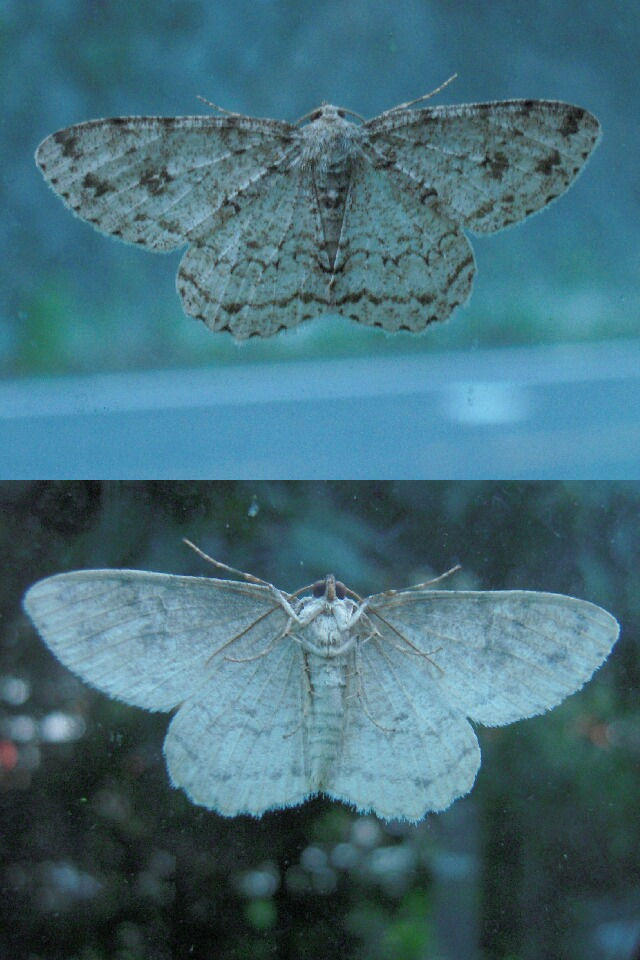 �����ȥӥ����������㥯