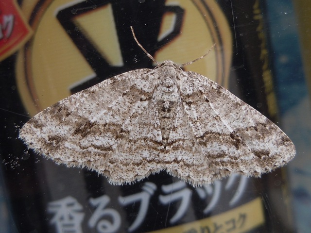 ���������������㥯