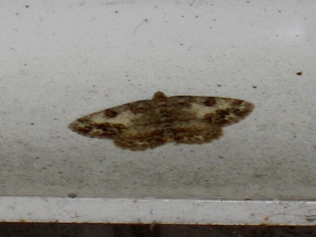 ���������ʥߥ������㥯