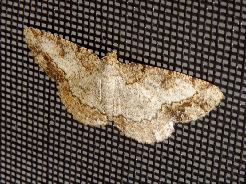 ���������ʥߥ������㥯