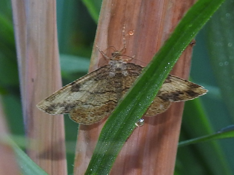 ���������ʥߥ������㥯