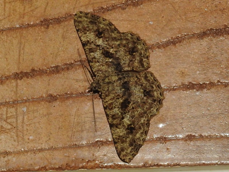 �ۥ��ߥ����������㥯