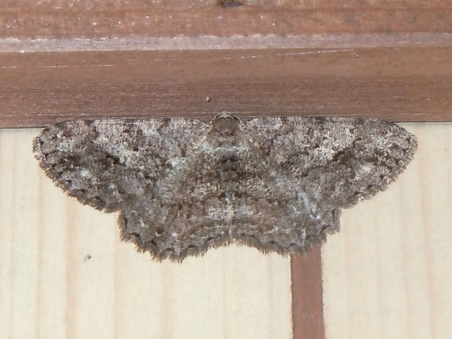 �ʥߥ����������㥯