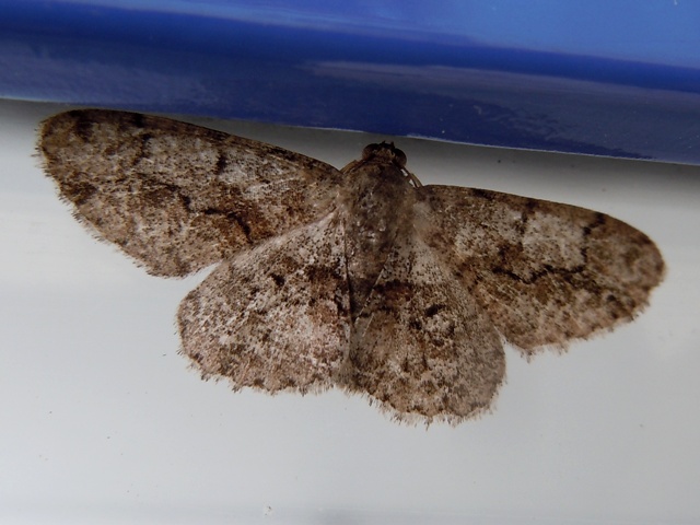 �ϥ饲���ӥ������㥯