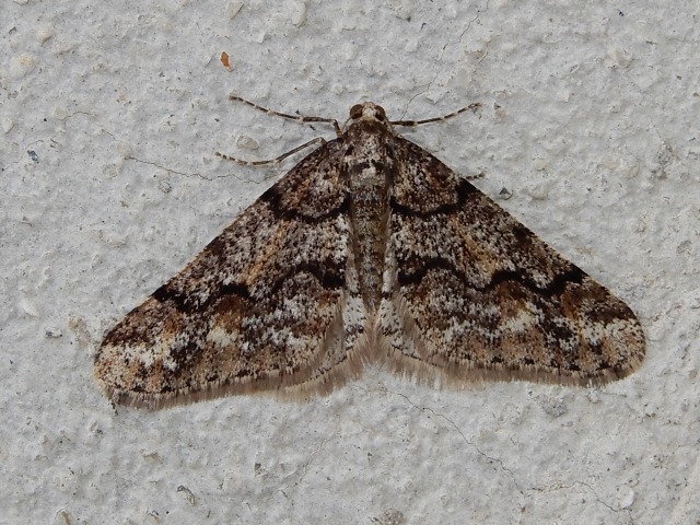 �����եե楨�����㥯