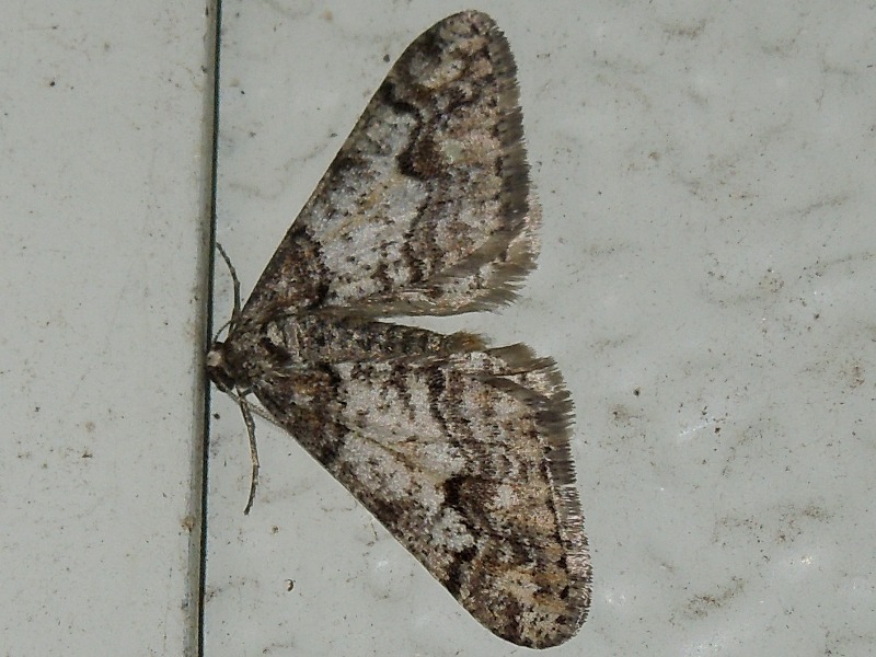 �����եե楨�����㥯