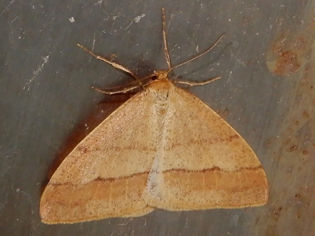 ���������ե楨�����㥯