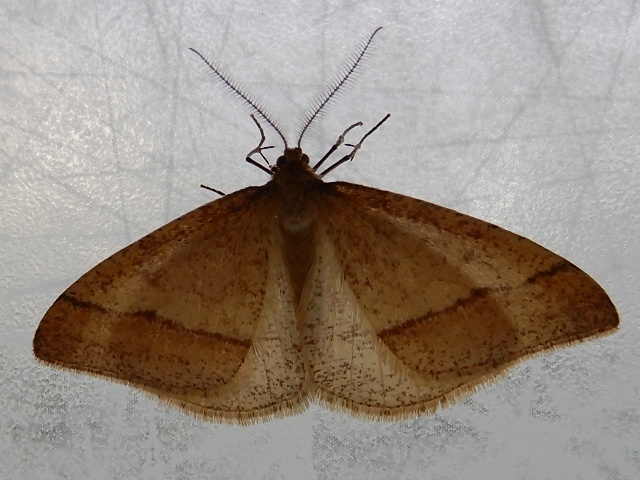 ���������ե楨�����㥯