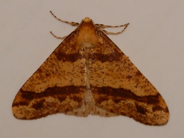 ����Хͥե楨�����㥯