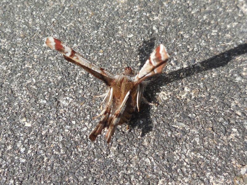 ����ȥ��������㥯