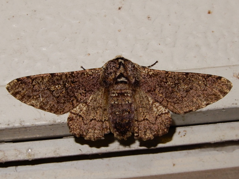 �ȥӥ�󥪥��������㥯