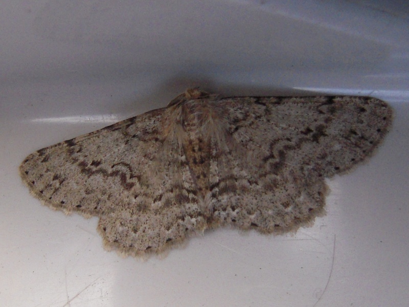 �˥å����������㥯