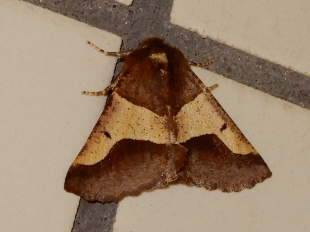 �˥ȥ٥������㥯