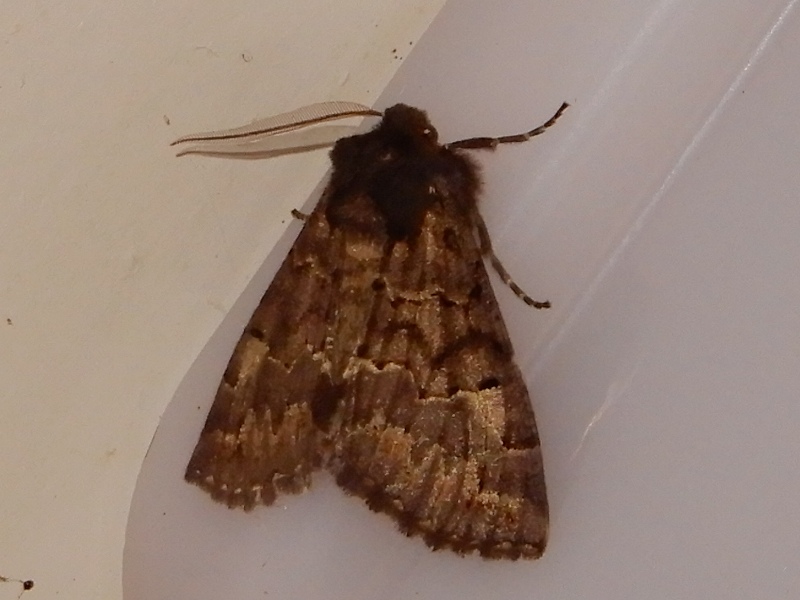 ���ȥ����������㥯