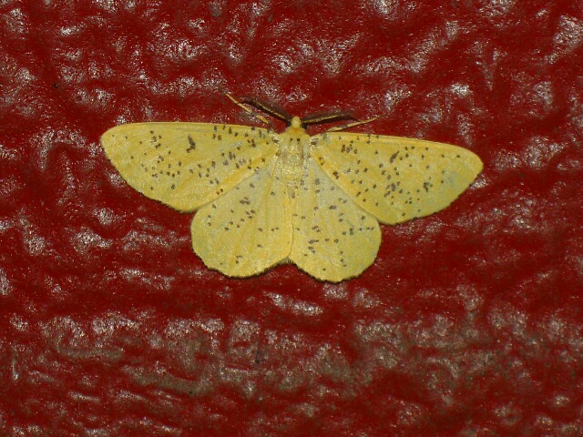 ���ޥե��������㥯