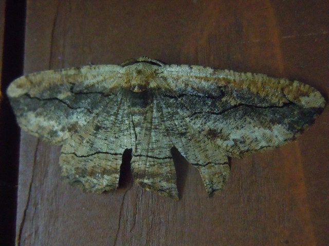 ���泌�����㥯