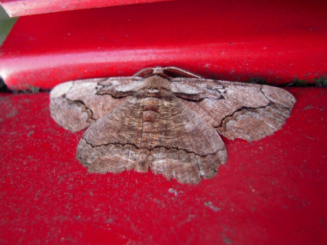 �������⥨�����㥯