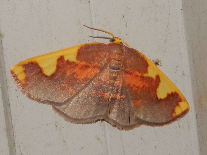 �ޥ����ȥӥ������㥯