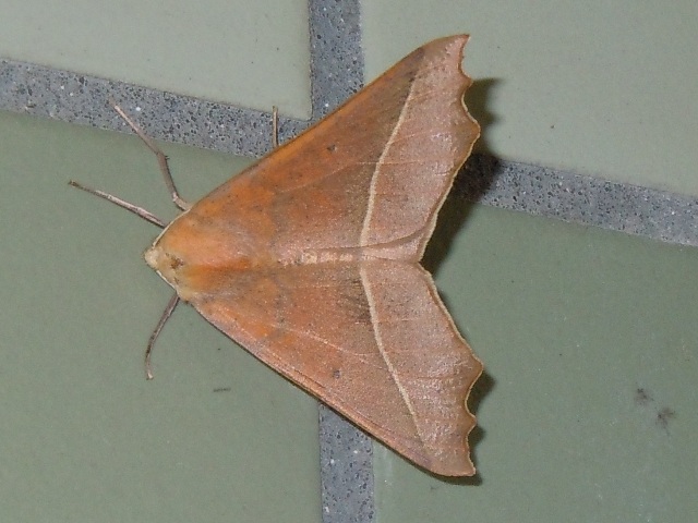 ������ťޥ������㥯