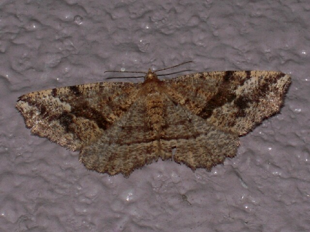 �ߥ����ĥޥ��ꥨ�����㥯