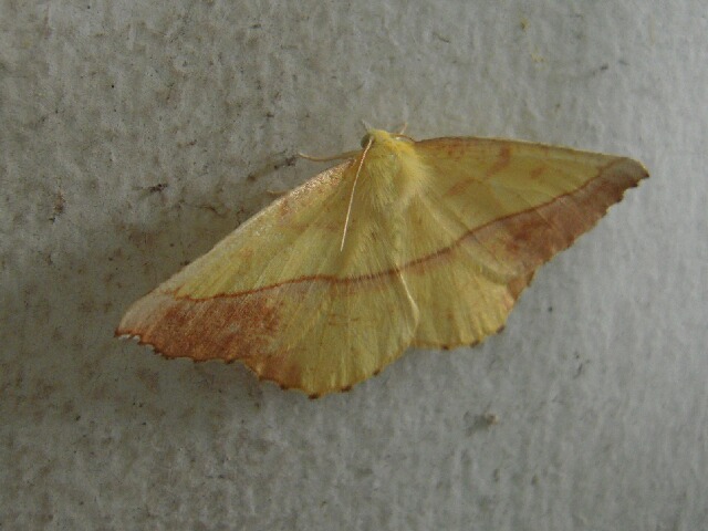 ���������㥯