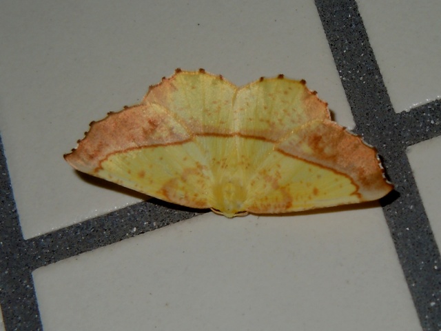 ���������㥯