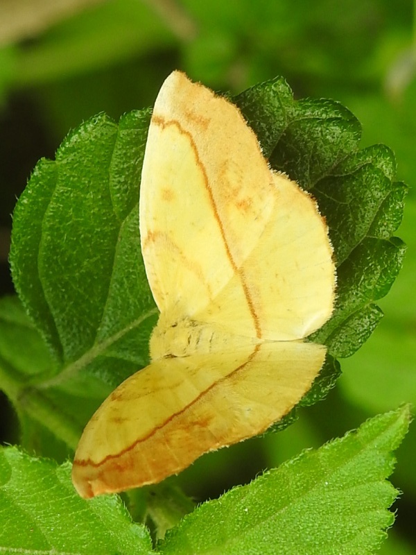 ���������㥯