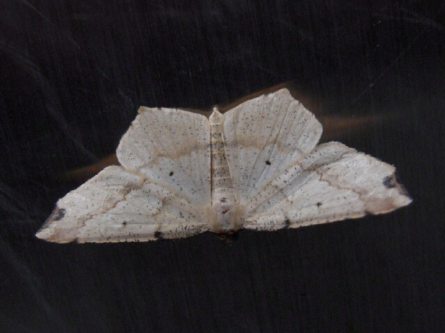 �ĥޥ��ꥦ�����������㥯