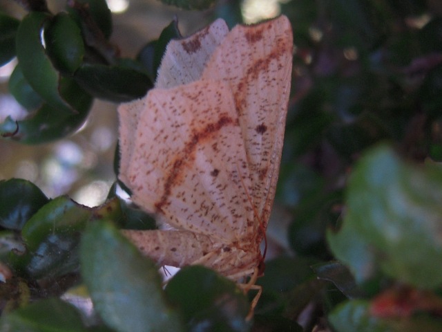 �ĥޥ��ꥦ�����������㥯