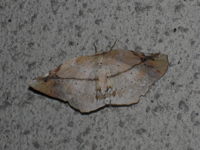 �����������⥸�������㥯