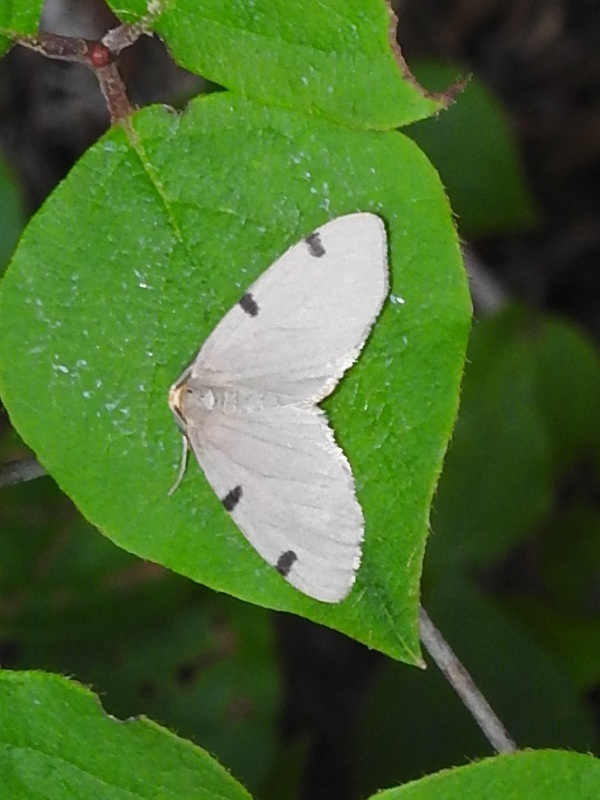 �ե��ޥ��ۥ��������㥯