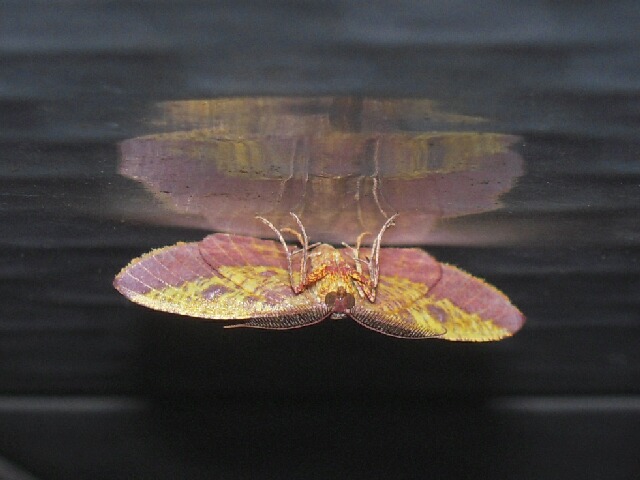 ����٥˥������㥯