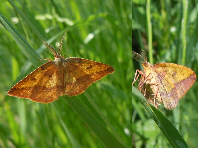 ����٥˥������㥯