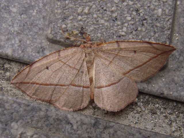 �����󥢥��������㥯