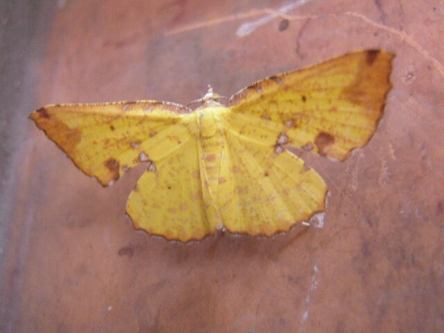 �ҥᥦ���󥨥����㥯