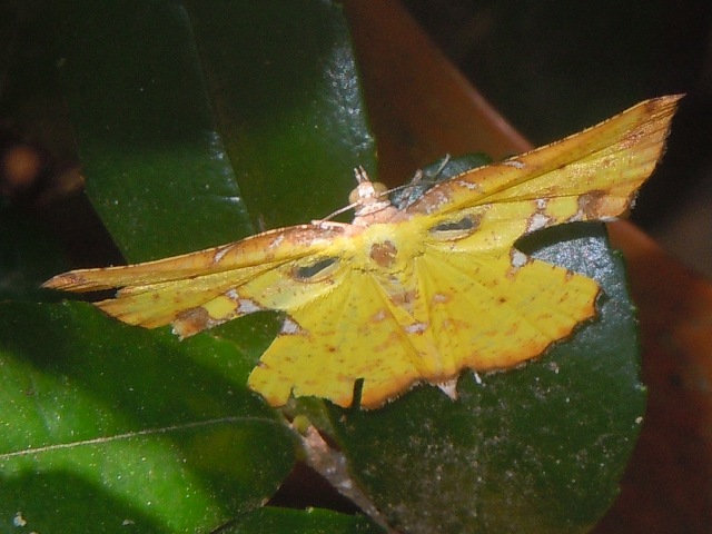 �ҥᥦ���󥨥����㥯