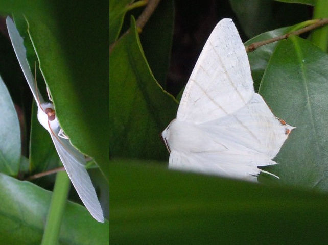 �������ĥХᥨ�����㥯