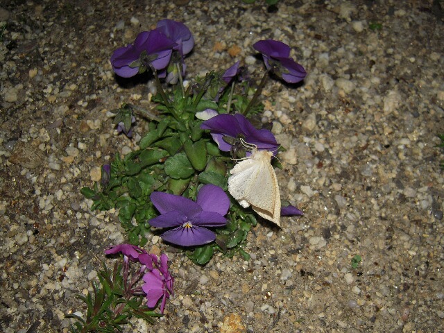 �ϥ����ӥ������㥯