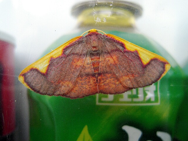 �����ޥ����ȥӥ������㥯